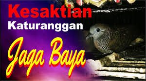 Perkutut dalam kepercayaan orang jawa kuno atau biasa disebut kejawen, merupakan burung yang. Perkutut Katuranggan Garuda Krida Kalam Wadi Youtube