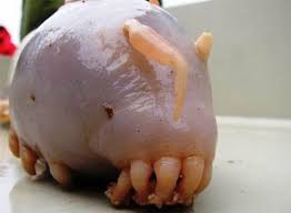 Maybe you would like to learn more about one of these? Babi Laut Makhluk Lunak Pembersih Lantai Samudera Re Tawon