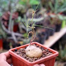 Image result for Brachystelma