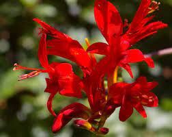 Crocosmia Lucifer Crocosmia Wikipedia Crocosmia Lucifer Crocosmia Summer Bulbs