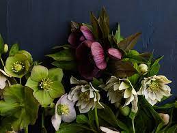 As they are easy to grow in borders and pots, and the ﬂowers last for ages. Hellebores How To Grow Care For Hellebore Flowers Garden Design
