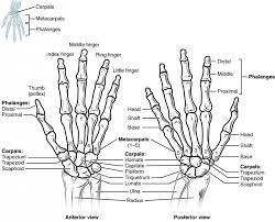 Image result for Normal Anatomic Position of the Hand and Wrist