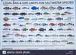 Fish Guide Stock Photos Fish Guide Stock Images Alamy
