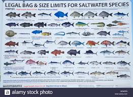 fish identification chart stock photos fish identification