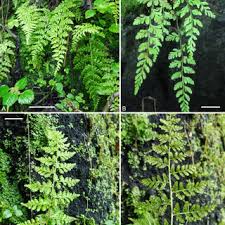 Image result for Aleuritopteris welwitschii