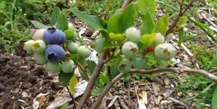 For berry crops, as with any of the vegetatively propagated crops, there are two strategies control of viruses at this level ensures that trade in berry plants does not result in movement of viruses to new locations, which can lead to increased vector management costs and thus production costs should a. Cornell Cooperative Extension Fruits