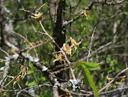 Image result for Hexalobus monopetalus