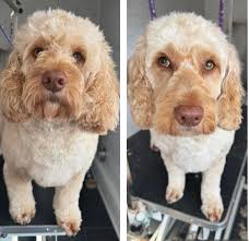 Sarah's Grooming Cabin