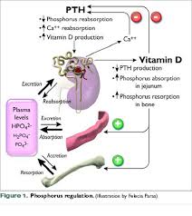 Any amount of phosphates promote algae growth while there is a lot of debate about this, most studies show that phosphate levels need to reach at least 1,000 ppb before they have any significant impact on algae growth to kill algae. Hypophosphatemia Vetfolio