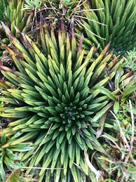 Image result for Isoetes welwitschii