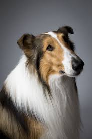Top Dogs Portraits From Westminster Westminster Dog Show Dog Show Collie Dog