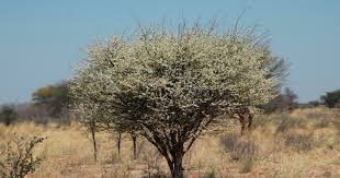 Image result for Acacia mellifera
