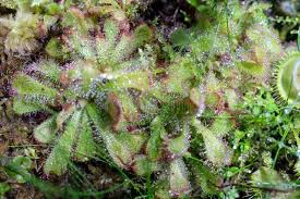 Image result for Droseraceae