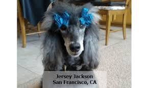 Hill, president of lystn, llc, stated, answers™ pet food would be the first party to initiate a recall if there was any indication of one of their products being a likely. Answers From Answers Pet Food Truth About Pet Food