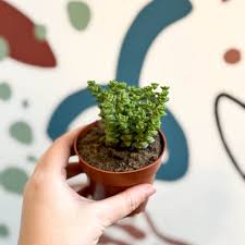 Image result for Pteris commutata