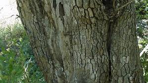 Image result for Tristachya rehmannii