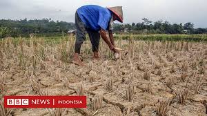 Terdapat banyak faktor yang telah banyak menyumbang hasil kepada. Presiden Jokowi Tunjukkan Pertumbuhan Sektor Pertanian Petani Hilang Harapan Rasanya Bbc News Indonesia