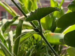 Image result for Corallocarpus triangularis