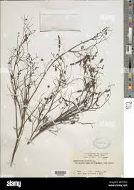 Image result for Aeschynomene sensitiva