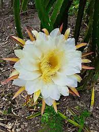 Biji buah naga memiliki rasa pedas serta kaya akan lipid serta dimakan bersama dengan daging buahnya, tetapi bijinya harus dikunyah karena sulit dicerna oleh tubuh. Buah Naga Wikipedia Bahasa Indonesia Ensiklopedia Bebas