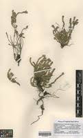 Image result for Micromeria imbricata