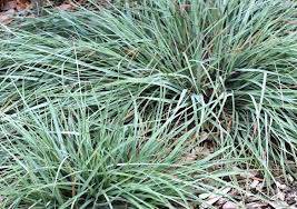 Image result for Themeda