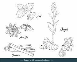 Download Herbs Free Vector Download 210 Free Vector For Commercial Use Format Ai Eps Cdr Svg Vector Illustration Graphic Art Design
