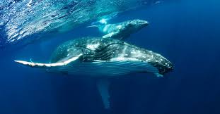 They are some of the largest mammals in the oceans and on the land. Wsa Humpback Whale Recovery Provides Hope For Marine Conservation