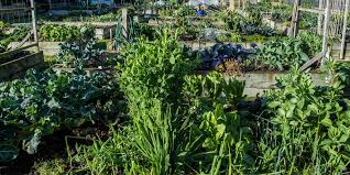 Here is a collection of ideas for things i'd like to try. 5 Allotment Ideas For Beginners Allotment Garden Ideas