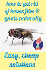 We did not find results for: How To Get Rid Of Cluster Flies Arxiusarquitectura