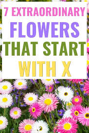 However, here are a few of the many flowers that start with the letter b 1: 7 Extraordinary Flowers That Start With X