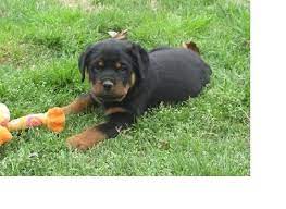 Adorable Rottweiler Puppies For Sale For Sale In Charlotte North Carolina Classified Americanlisted Com