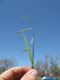 Image result for Eriochloa procera