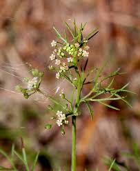 Image result for Diplolophium