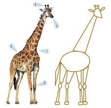 Hayvan Resimleri Nasil Cizilir Hayvan Resimleri Hayvan Zurafalar