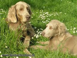 Image result for výmarský dlouhosrstý ohař