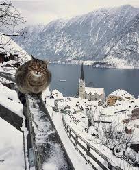 Yeni Yila Karlar Icerisinde Merhaba Diyen Guzel Misafir Avusturya Nin Bu Olaganustu Kasabasi Hallstatt Karlar Altinda Ayri Cats Adventure Cat Hallstatt