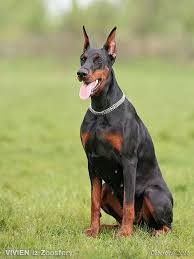 They can be used to assist humans in search operations or in other servicing. Black Doberman Female Named Viven Doberman Pinscher Doberman Doberman Pinscher Puppy