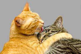 How can you tell when a cat is in heat. Cats In Heat What Exactly Happens
