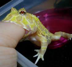 Its name derives from the fleshy horn that protrudes above its eyes. Albino Horned Frog Eugene My Albino Horned Frog Eugene Flickr