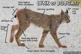 How To Tell The Difference Between A Canada Lynx And A Bobcat Canada Lynx Lynx Bobcat