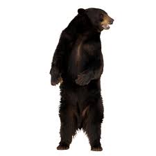 Bear Png Image Purepng Free Transparent Cc0 Png Image Library Bears are classified as caniforms, or doglike carnivorans. bear png image purepng free