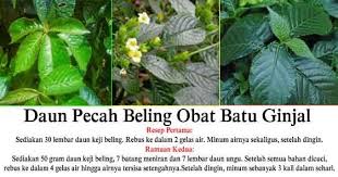 Untuk mempelajari lebih lanjut tentang manfaat daun alpukat. Pin Di Kesehatan Penyakit Obat Tips