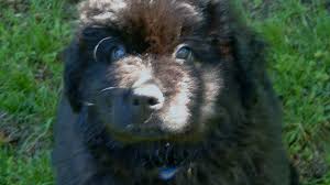 Great Names For Newfoundland Giant Breed Dogs Hubpages