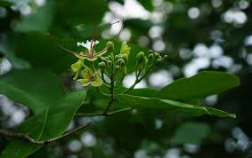 Image result for Intsia