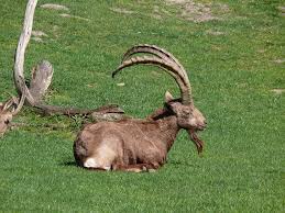 Goat Capra Aegagrus Hircus Animals A Z Animals