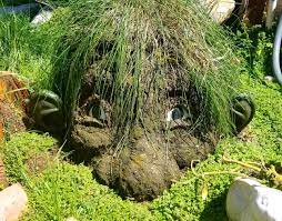 Then cover with fresh grass. This My Mudhead He S Sculpted With Mud And Hay Has Grass For His Hair Garden Artwork Backyard Inspiration Whimsical Garden