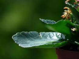 Kalanchoe Blossfeldiana Faded Free Photo On Pixabay