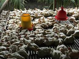 Check spelling or type a new query. Ladang Ternakan Ayam Daging Yang Hendak Di Jual Property Others On Carousell