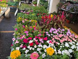 And because they grow over time, perennials offer constant. New Shipment Of Plants Just In At Broadmoor Ace Hardware Facebook